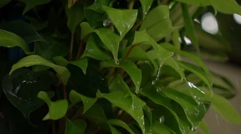 Rain Water Drops Falling Stock Footage 55187347