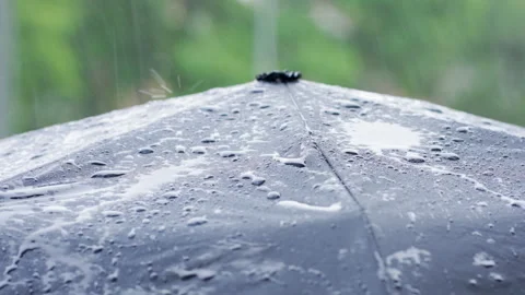 Rain water drops falling Stock-Footage 290463461