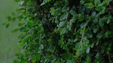 Rain water drops falling into leaf on bush. Close up 库存影片 284300033