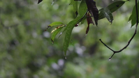 Rain water drops falling from mango leaves Stock Footage 279151483
