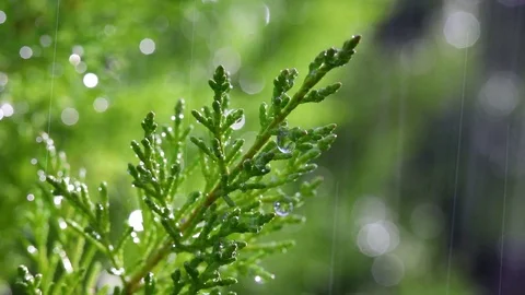 Rain Water Drops Falling Over Stock Footage 92401197