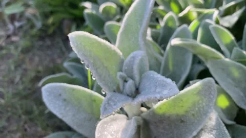 Rain water drops falling over green grass. Green flowers with water drops. Stock Footage 155992524