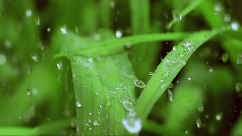 Rain water drops falling over green grass in macro slow motion Stock Footage 256943510