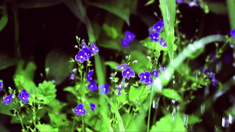 Rain water drops falling over green grass and purple flowers Stock Footage 256943998