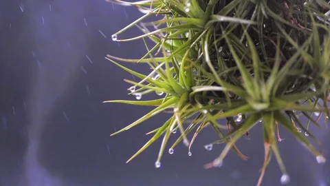 Rain water drops falling in slow motion from thorns aerial cactus Stock Footage 128541088