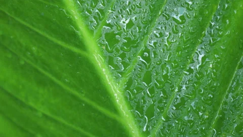 Rain water drops into green leaf, 4K Stock Footage 131693168