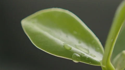 Rain water drops on green leaf Stock Footage 156380827