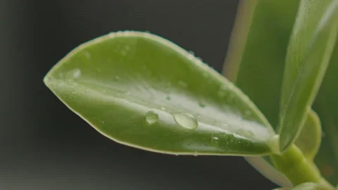 Rain water drops on green leaf Stock Footage 156380986