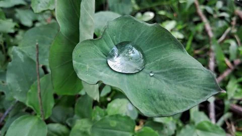Rain Water Drops on Green Leaf Stock Photos