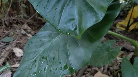 Rain water drops on leaf 스톡 동영상 143559101