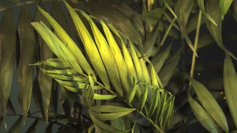 Rain water drops on leafs palm plants. Ultra slow motion hispeed 2000fps Stock Footage 93318349