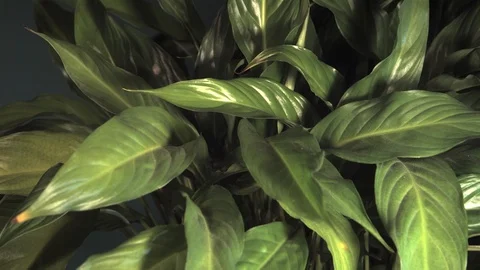 Rain water drops on leafs palm plants. Ultra slow motion hispeed 2000fps Video stock 93318368