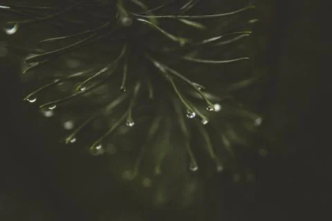 Rain water drops on the pine needles natural bokeh effect close up. Stock Photos