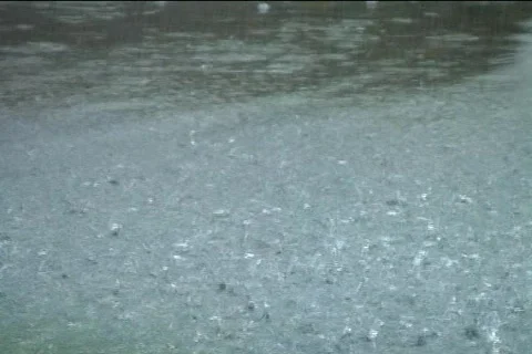 Rain on water with ducks 库存影片 125566
