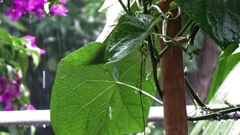 Rain water falling Stock Footage 304081569