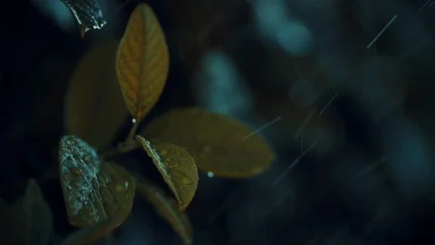 Rain water falling on green leaves. Water droplet slides off a green leaf. Slow Stock Footage 119226506