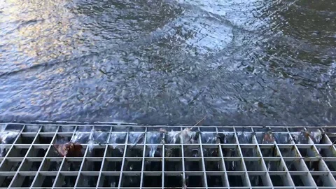 Rain water flowing in gutter in city Stock Footage 120137832