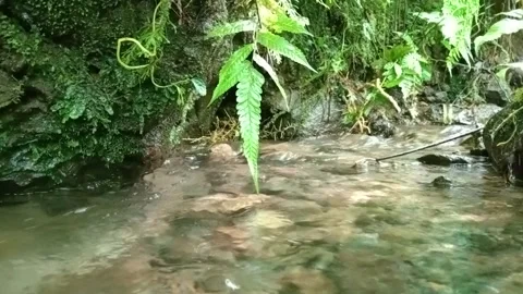 Rain Water Flowing Through Small Forest Path Stream Stock Footage 331718348