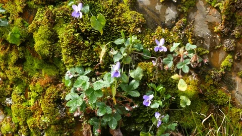 Rain water flows down on the stone rock Stock-Footage 86941604
