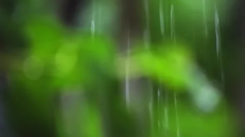 Rain water flows over the green leaves in the garden. Stock Footage 271183001