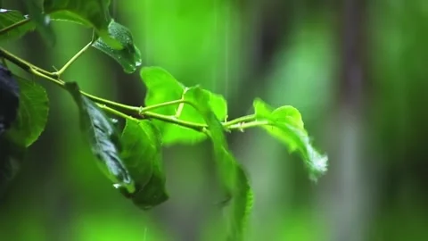 Rain water flows over the green leaves in the garden. Stock Footage 310534185