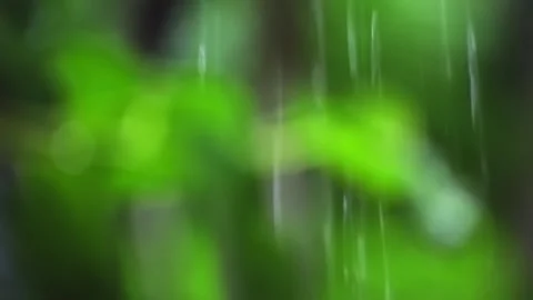 Rain water flows over the green leaves in the garden. Stock Footage 322090334