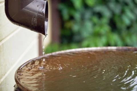 Rain water flows from a plastic drainpipe to the metal barrel in garden Stock Photos
