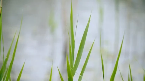 Rain on water Video stock 125220091