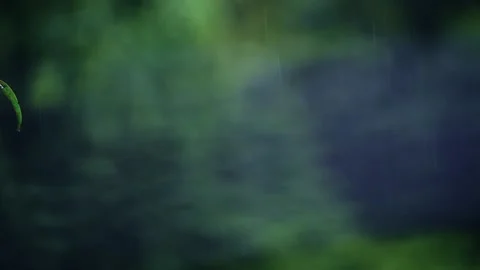 Rain water footage with selective focus and shallow depth of field with beaut Stock Footage 211602385