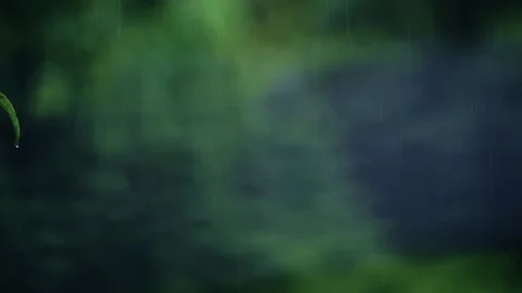 Rain water footage with selective focus and shallow depth of field with beaut Stock Footage 211602496