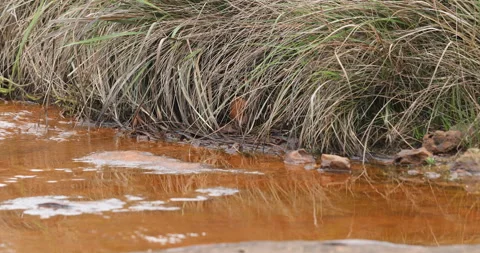 Rain water running in a Canal Video stock 335669705