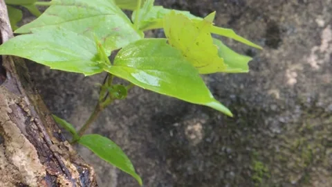 Rain water shower stream drop dripping fall trickle on garden plant tree leaves Stock Footage 159082946
