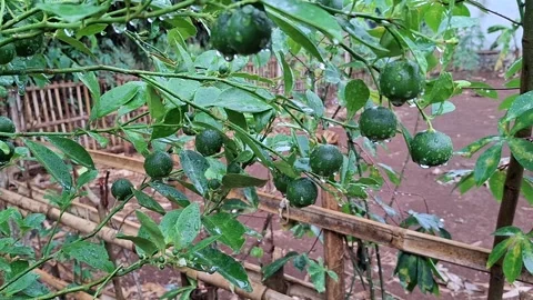 Rain water showers the lime tree Stock Footage 291511316