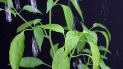 Rain water sprinkle sake move bend on green chili plant leaf black background Stock Footage 155606224