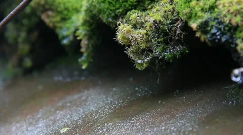 Rain water stream through moss Stock Footage 10751277