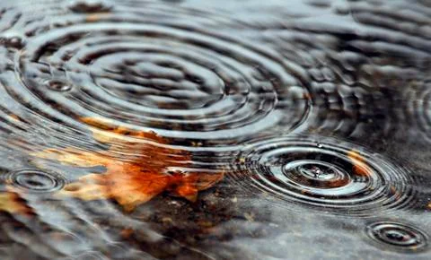 Rain on water sunken leaf Stock Photos
