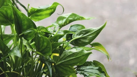 The rain water was pouring down on the ornamental plants when it rained. Stock Footage 165547944