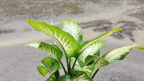 Rain water wets the plants in front of the house and it rains very hard Stock Footage 220499418