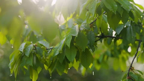 Rain watering cherry tree, drops flowing from unseeded green berries Stock Footage 196802910