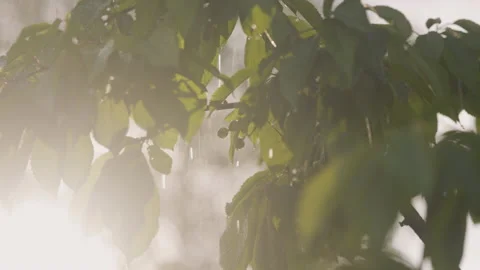 Rain watering cherry tree, drops flowing from unseeded green berries Stock Footage 196803117