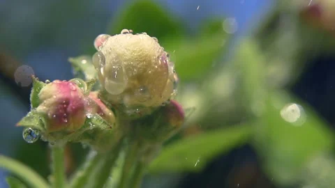 Rain is watering the plants. Stock Footage 132817949