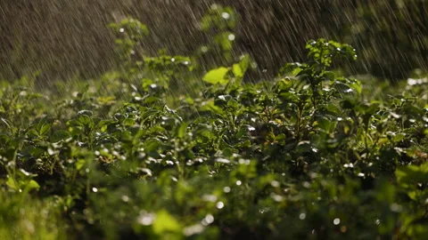 Rain watering potatoes, at sunset, drops flowing down the afterkins Stock Footage 196801770