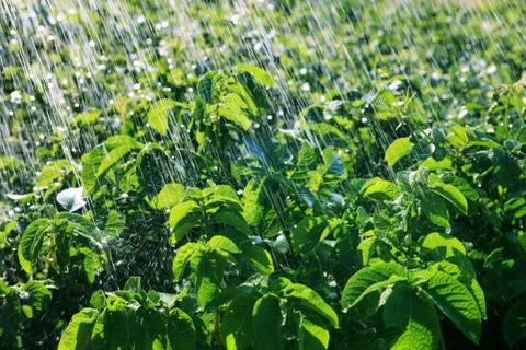 Rain waters on the field Stock Photos
