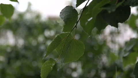 Rain weather Stock Footage 80034067