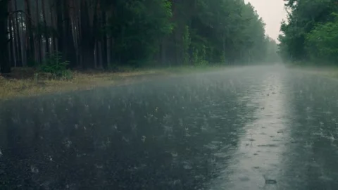 Rain weather forest drop tree plant fresh wet season 스톡 동영상 245625743