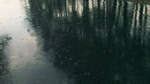 Rain weather forest drop tree plant fresh wet season Stock Footage 245627030