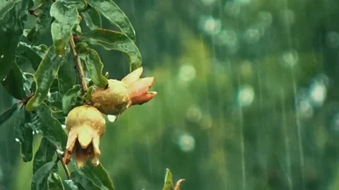 The rain wet the branches of the pomegranate tree and was blown by the wind Stock Footage 304392278