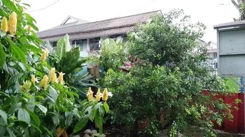 The rain wet the flowers in front of the gate Stock Footage 279329812