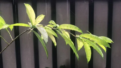 Rain wet the leaves Stock-Footage 155367160