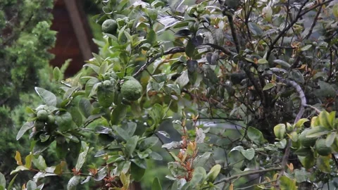 Rain-Wet Lime Tree Swaying in Wind During a Tropical Storm Stock Footage 340874475